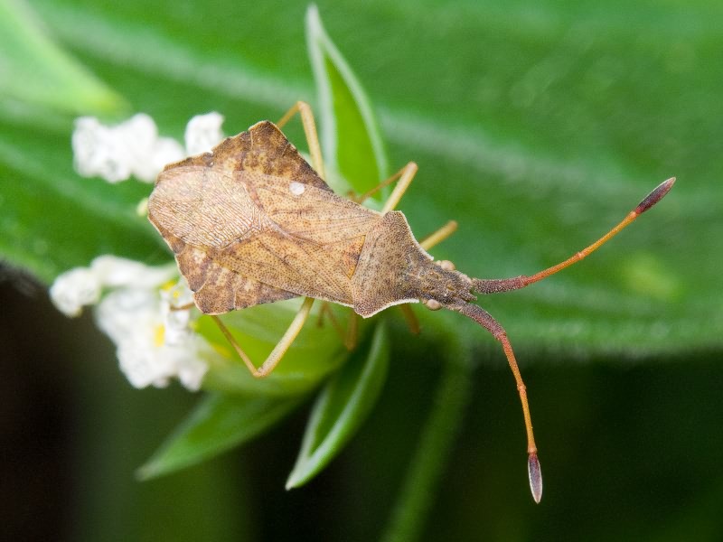 Syromastus rhombeus (Linnaeus, 1767)
